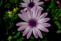 Light purple Osteospermum, also known as Soprano Purple, African Daisy