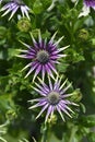 African daisy Royalty Free Stock Photo