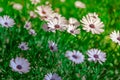 African daisy meadow flowers Royalty Free Stock Photo