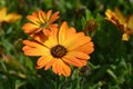 African Daisy Orange Symphony Royalty Free Stock Photo