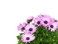 Osteospermum daisy flowers isolated on white Royalty Free Stock Photo