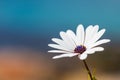 African Daisy Royalty Free Stock Photo