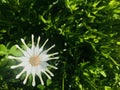 African Daisy Osteospermum Nasinga Cream. Royalty Free Stock Photo
