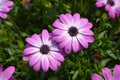 African daisy Royalty Free Stock Photo