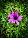 African Daisy Purple flower