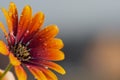 African Daisy Purple Sun Flower Recently Watered Royalty Free Stock Photo