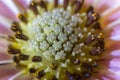 African daisy - stamens, anthers, and pistils