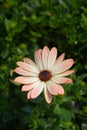 African daisy Tradewinds Cinnamon Royalty Free Stock Photo