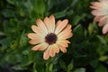 African daisy Tradewinds Cinnamon Royalty Free Stock Photo