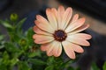 African daisy Tradewinds Cinnamon Royalty Free Stock Photo