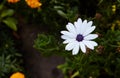 African daisy white flowers, with dark purple center Royalty Free Stock Photo