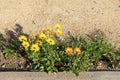 African Daisy at Xeriscaped Roadside Curb Royalty Free Stock Photo