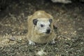 African daman animal sitting on the ground.