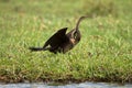 African Darter Royalty Free Stock Photo