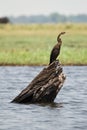 African Darter Royalty Free Stock Photo