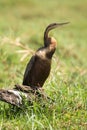 African Darter