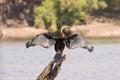African Darter Royalty Free Stock Photo