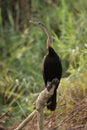 African Darter Royalty Free Stock Photo