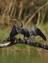 African Darter Royalty Free Stock Photo