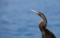 Juvenile African darter (Anhinga rufa) displaying its snake-like neck  Marievale Nature Reserve  Gauteng  South Africa. Royalty Free Stock Photo