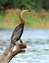 African Darter (Anbinga malenogaster)