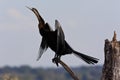 African Darter (Anhinga melanogaster) Royalty Free Stock Photo