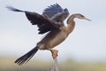 African darter (anhinga rufa)