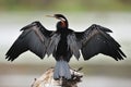 African Darter (Anhinga rufa) Royalty Free Stock Photo