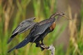 African Darter (Anhinga rufa)