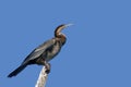 African Darter (Anhinga rufa ) Royalty Free Stock Photo