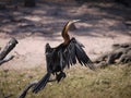 African Darter Royalty Free Stock Photo