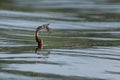 African Darter - Anhinga rufa Royalty Free Stock Photo