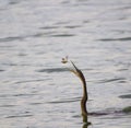 African darter (Anhinga rufa) Royalty Free Stock Photo