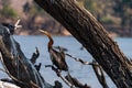 African Darter Anhinga rufa hiding between branches in the Chobe National Park, Botswana Royalty Free Stock Photo