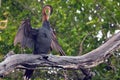 African Darter (Anhinga rufa) Royalty Free Stock Photo