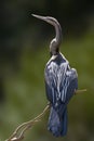 African Darter, Anhinga rufa, perched on branch Royalty Free Stock Photo