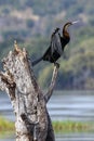 African Darter Anhinga rufa Botswana Royalty Free Stock Photo