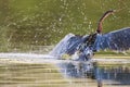 African Darter Anhinga rufa Royalty Free Stock Photo