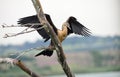 African Darter with wings spread on tree Royalty Free Stock Photo