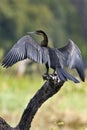 African Darter - Botswana