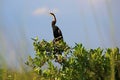 African Darter Royalty Free Stock Photo