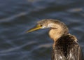 African darter closeup against a lovely background