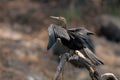 African darter on dead branch drying wings Royalty Free Stock Photo