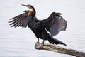 African Darter drying its wings Royalty Free Stock Photo