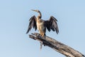 African darter drying its wings in the sun Royalty Free Stock Photo