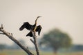 African darter drying wings on dead branch Royalty Free Stock Photo