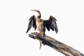 African darter drying wings in the sun. Isolated on white Royalty Free Stock Photo