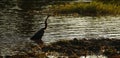 African Darter fishing on the waters edge Royalty Free Stock Photo