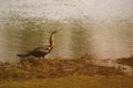 African Darter fishing on the waters edge Royalty Free Stock Photo