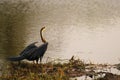 African Darter fishing on the waters edge Royalty Free Stock Photo